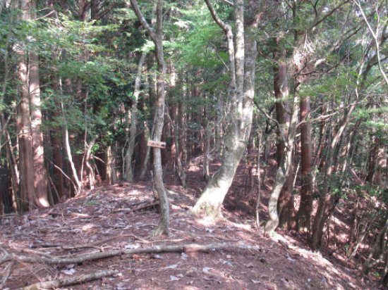 大山谷林道⇔政所道出合